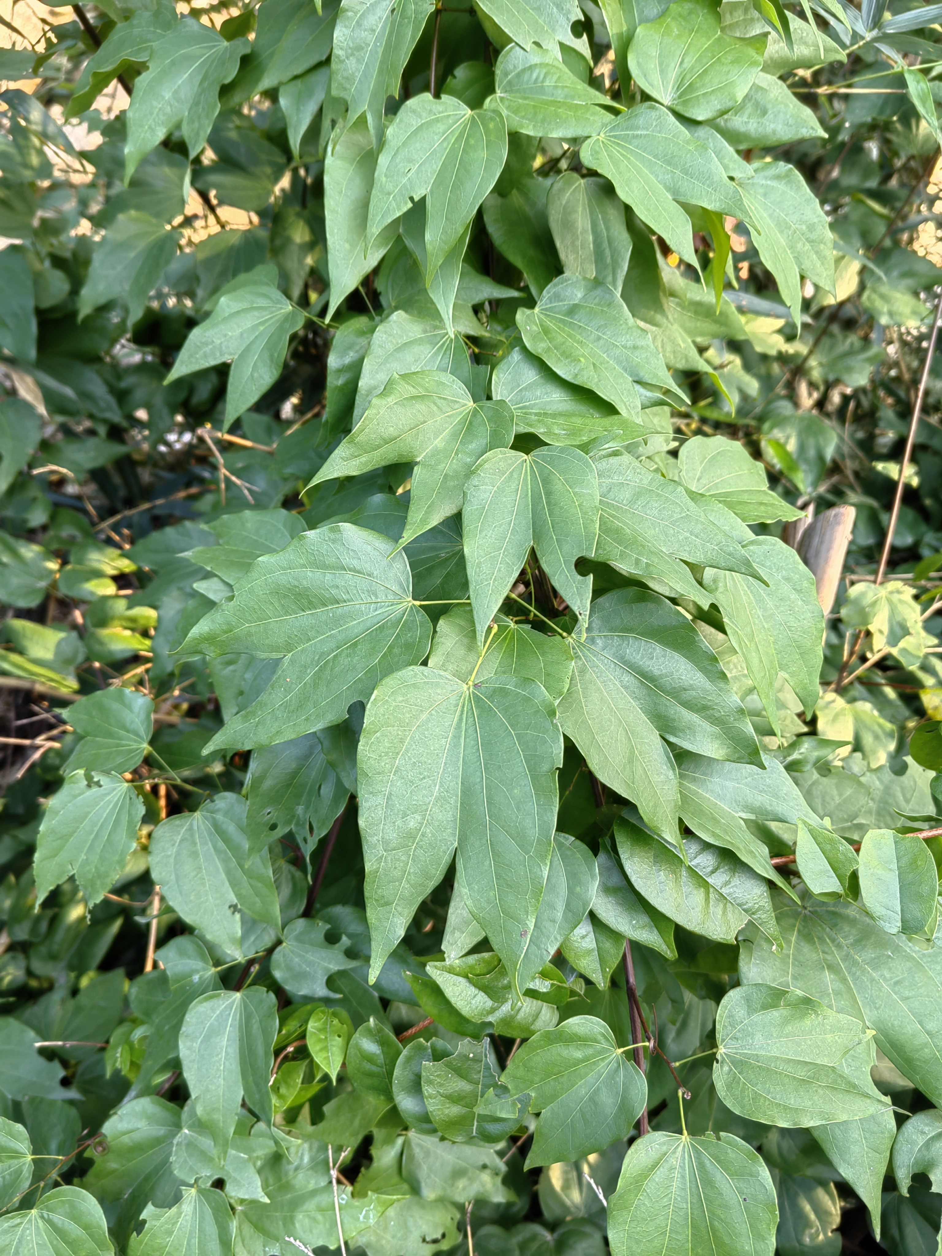 百草 九龙藤别名也叫过岗龙