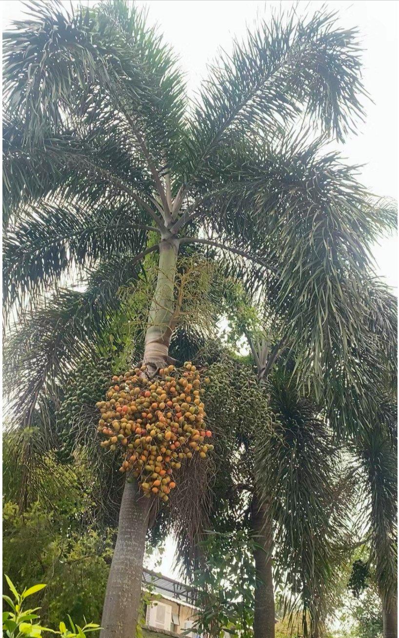 大王椰椰子图片