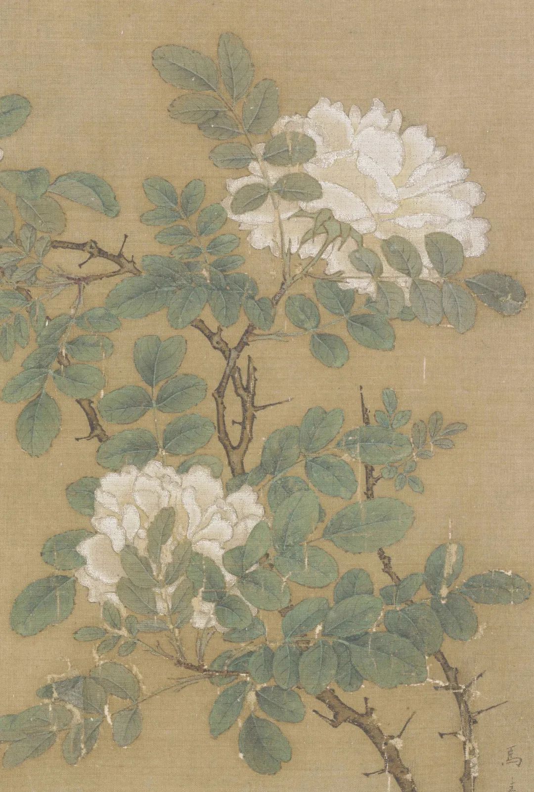 马远 · 白蔷薇图