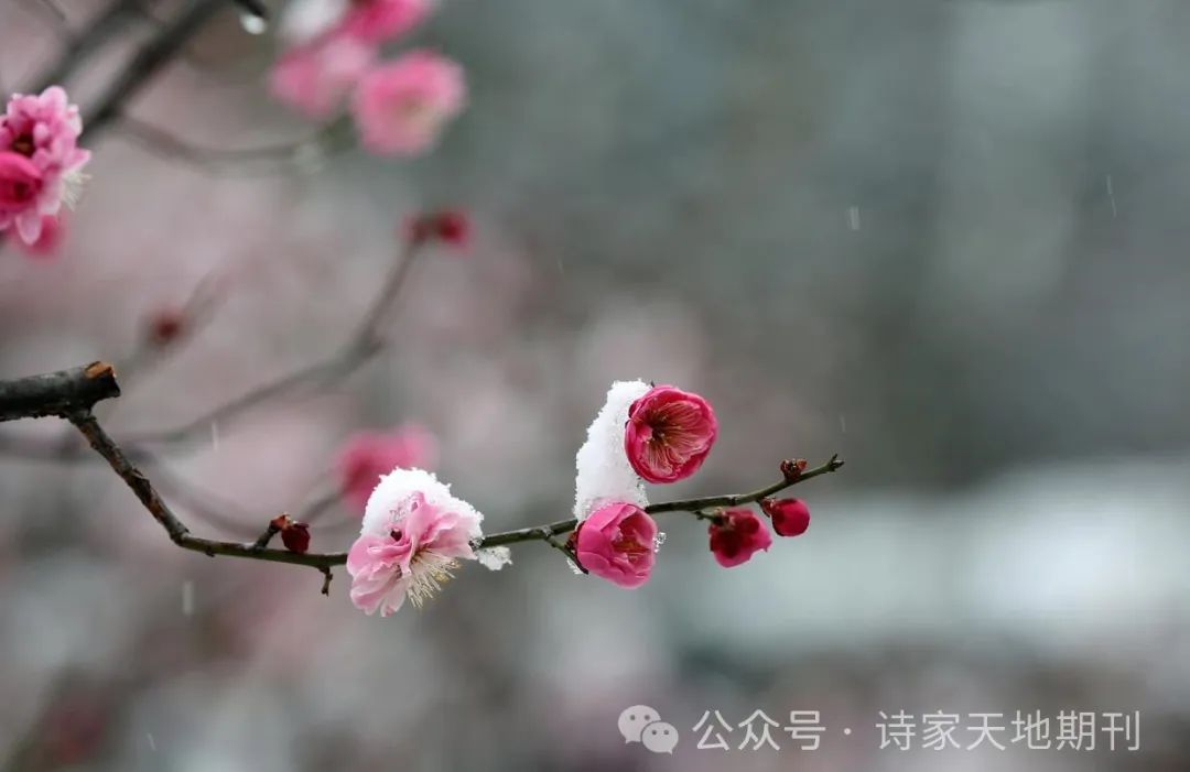 诗家天地期刊第701期且折一枝酬远客犹随三弄寄清音