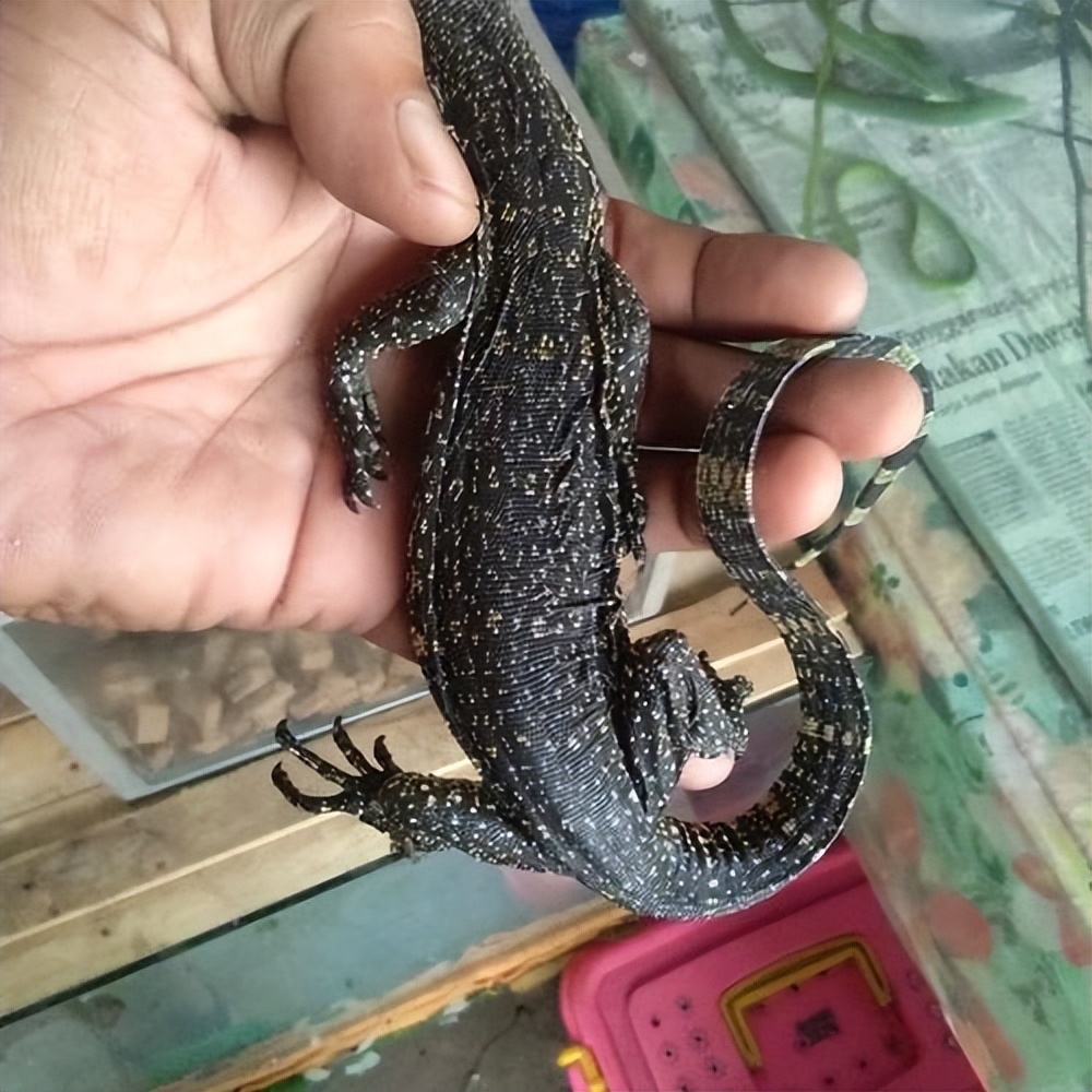 海南一居民家中惊现"五爪金龙",数量稀少,擅长神龙摆尾!