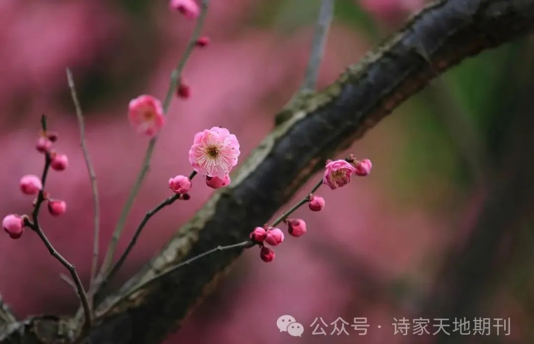 诗家天地期刊第701期且折一枝酬远客犹随三弄寄清音