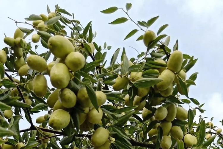 义乌南枣和蜜枣加工工艺已被列入金华市非物质文化遗产名录.