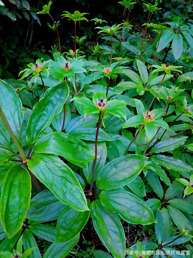 七叶一枝花是国家几级保护植物