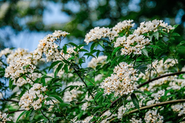 山木香下山桩种植方法