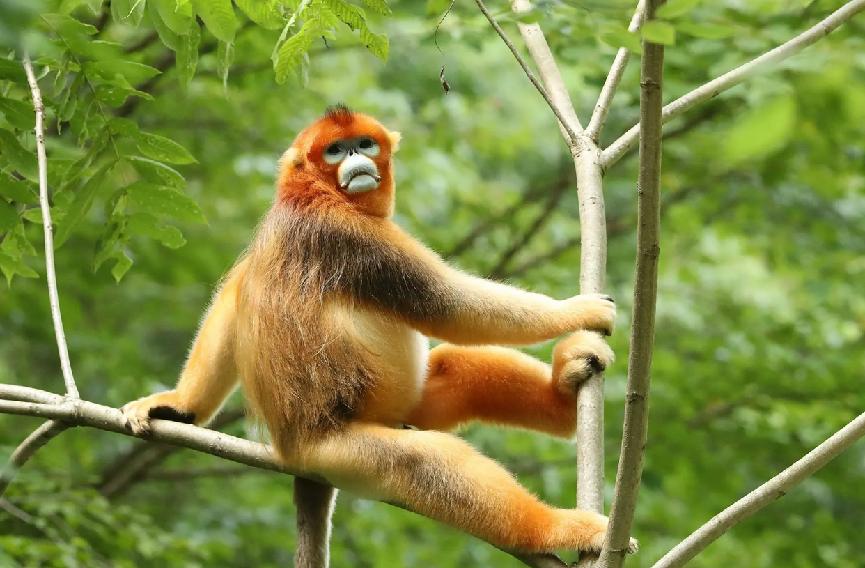 早已灭绝的驴头狼重现神农架,古老生命的复活在警示什么?