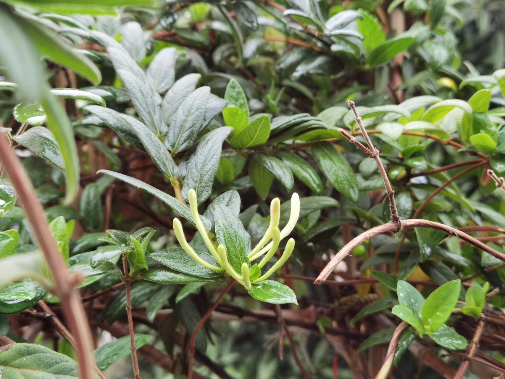 金银花,别名忍冬藤,5月至10月是它的花期,现在是一月中旬,它就这牙滗