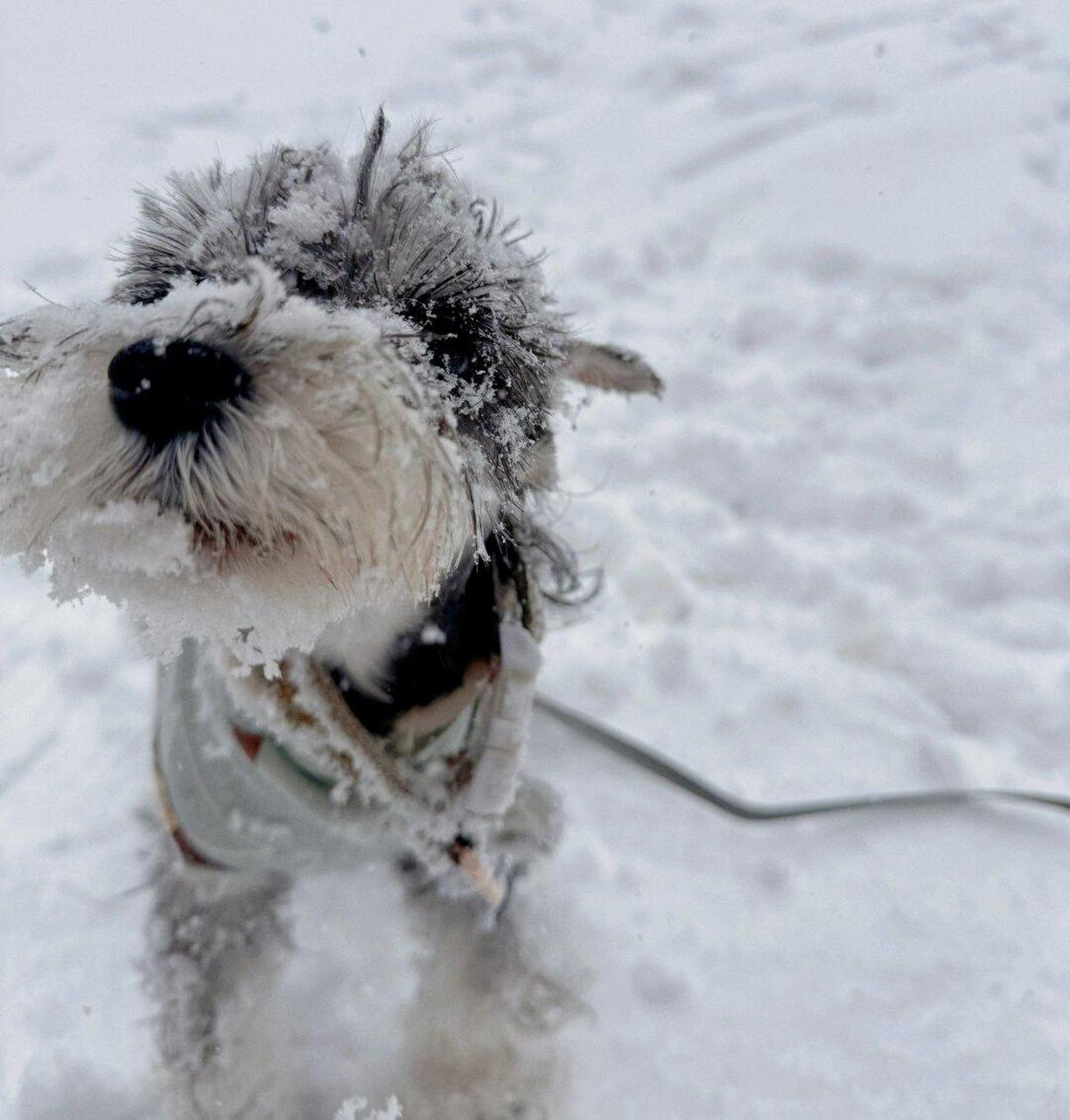 狗玩雪表情包图片