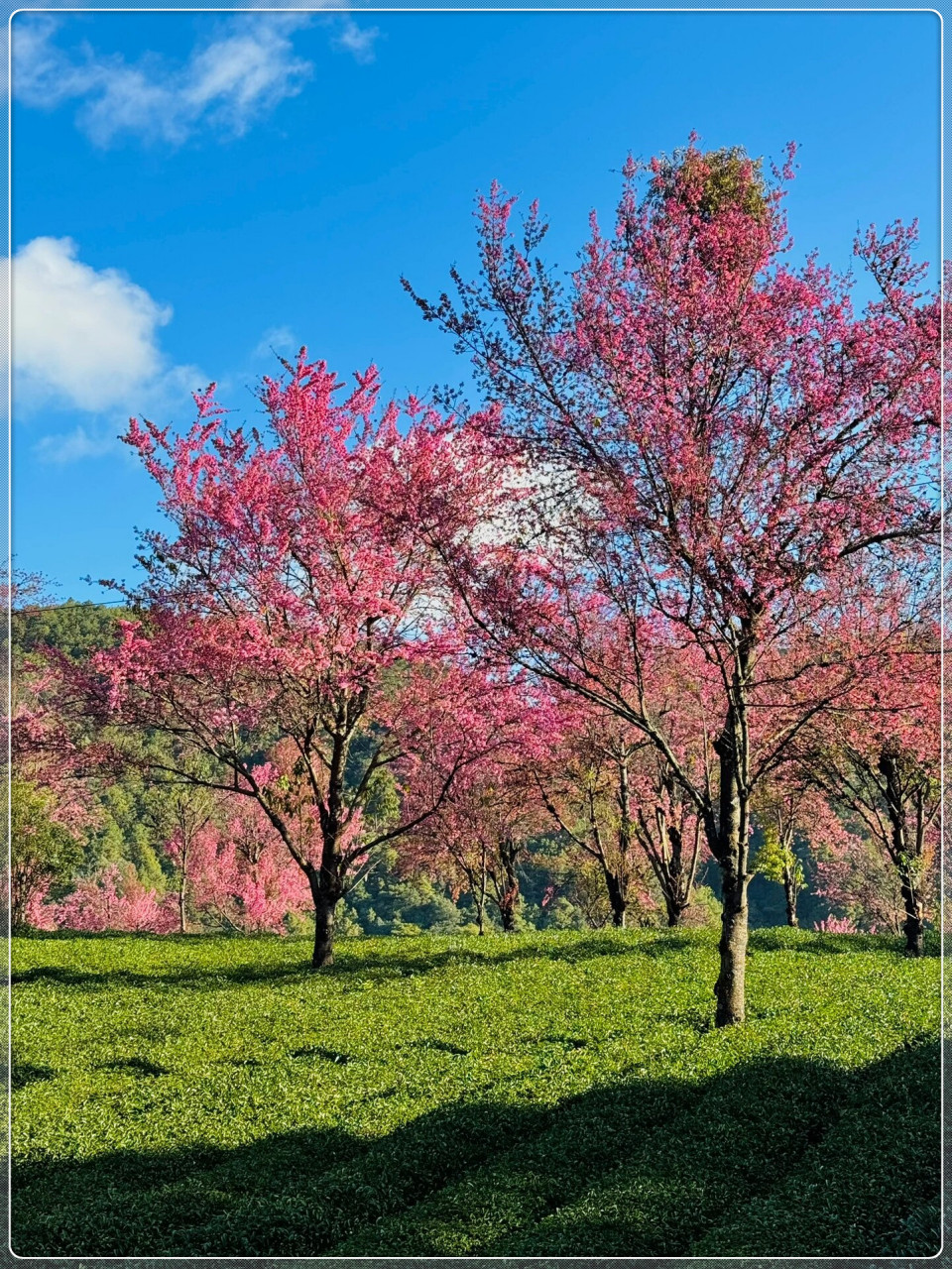 大理樱花品种图片