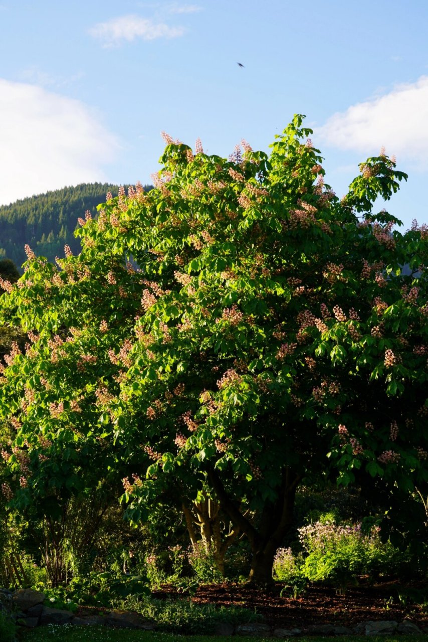 南岛的春天|欧洲七叶树  欧洲七叶树,别名:马栗树,无患子科七叶树属高