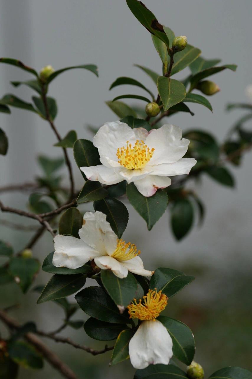 油茶花图片大全大图图片