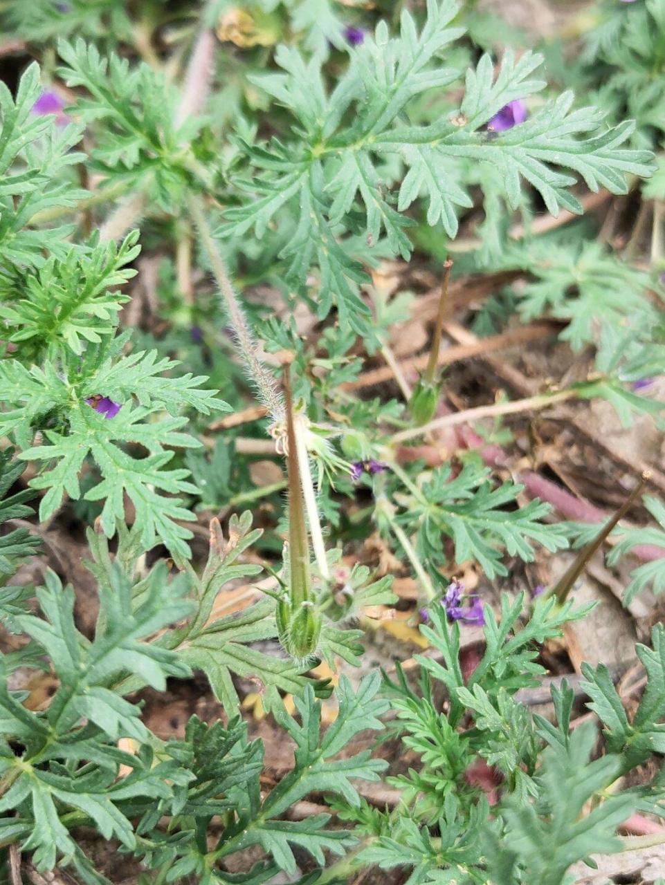 第一次知道,这个种子很厉害  芹叶牻牛儿苗:种子犹如古代长矛,独特