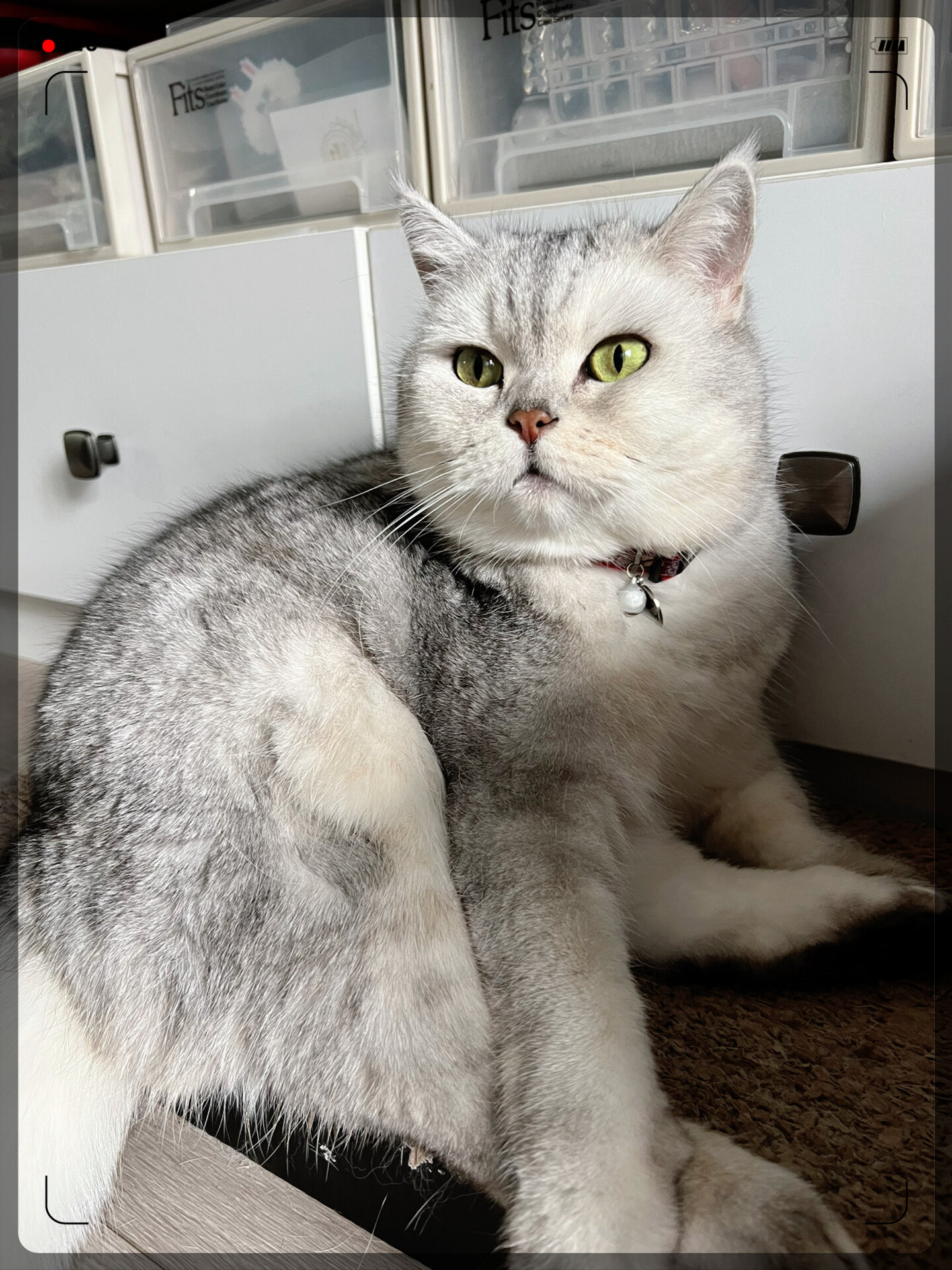 众所周知猫是液体的