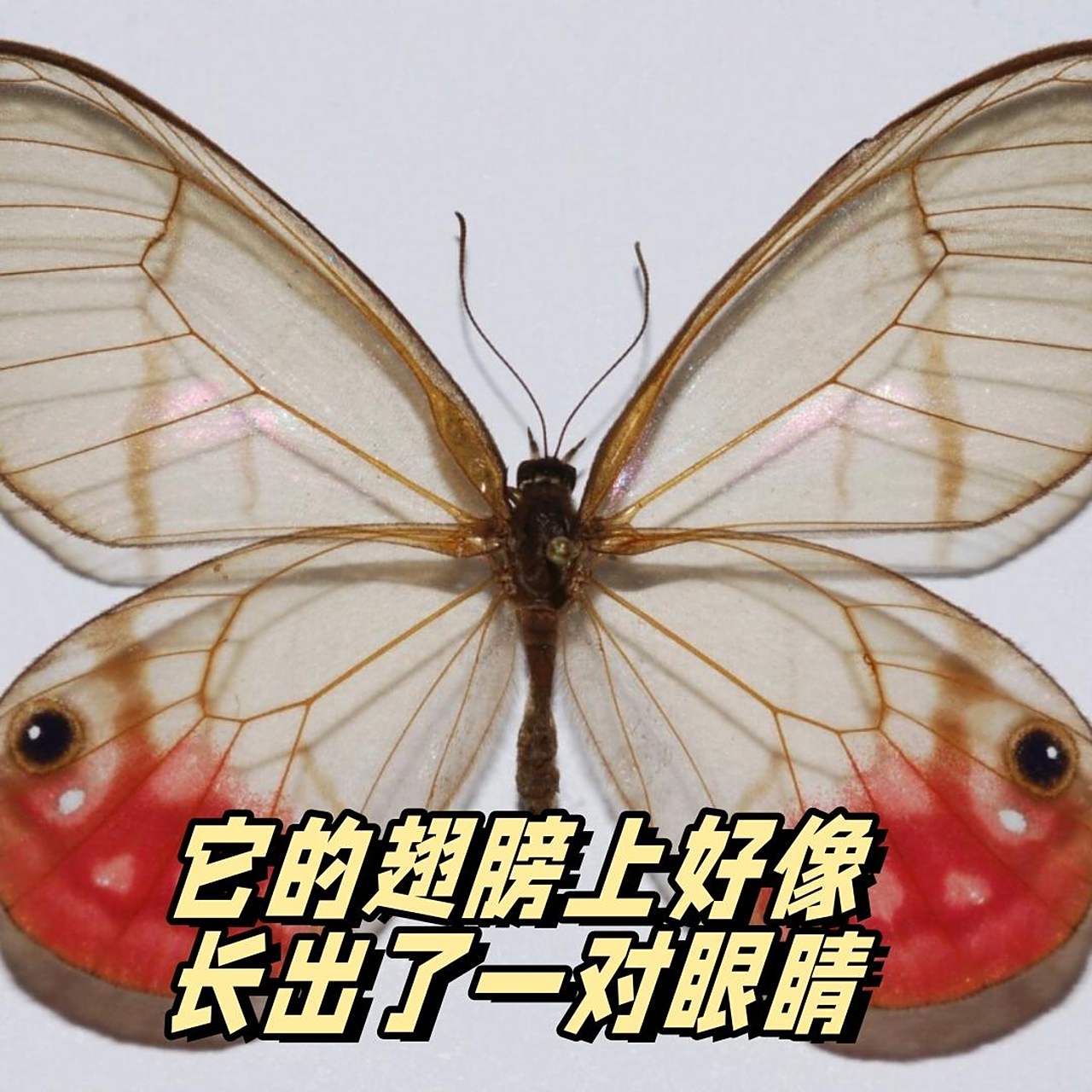 它的翅膀上好像长出了一对眼睛  红晕绡眼蝶,又被称为玫瑰水晶眼蝶