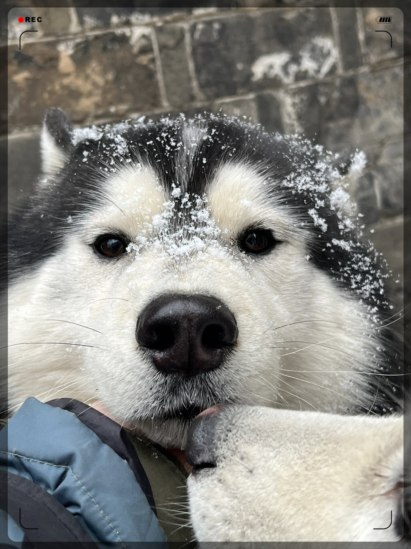 哈士奇玩雪被抓包!  看我家宠物脸上全是雪 都没有要化的痕迹!