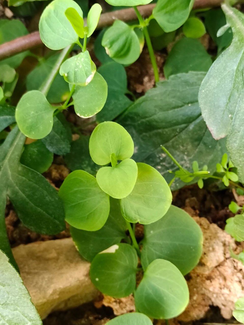 每天认识一种植物—荷莲豆草  今日分享的是一组美国于1971年发行的