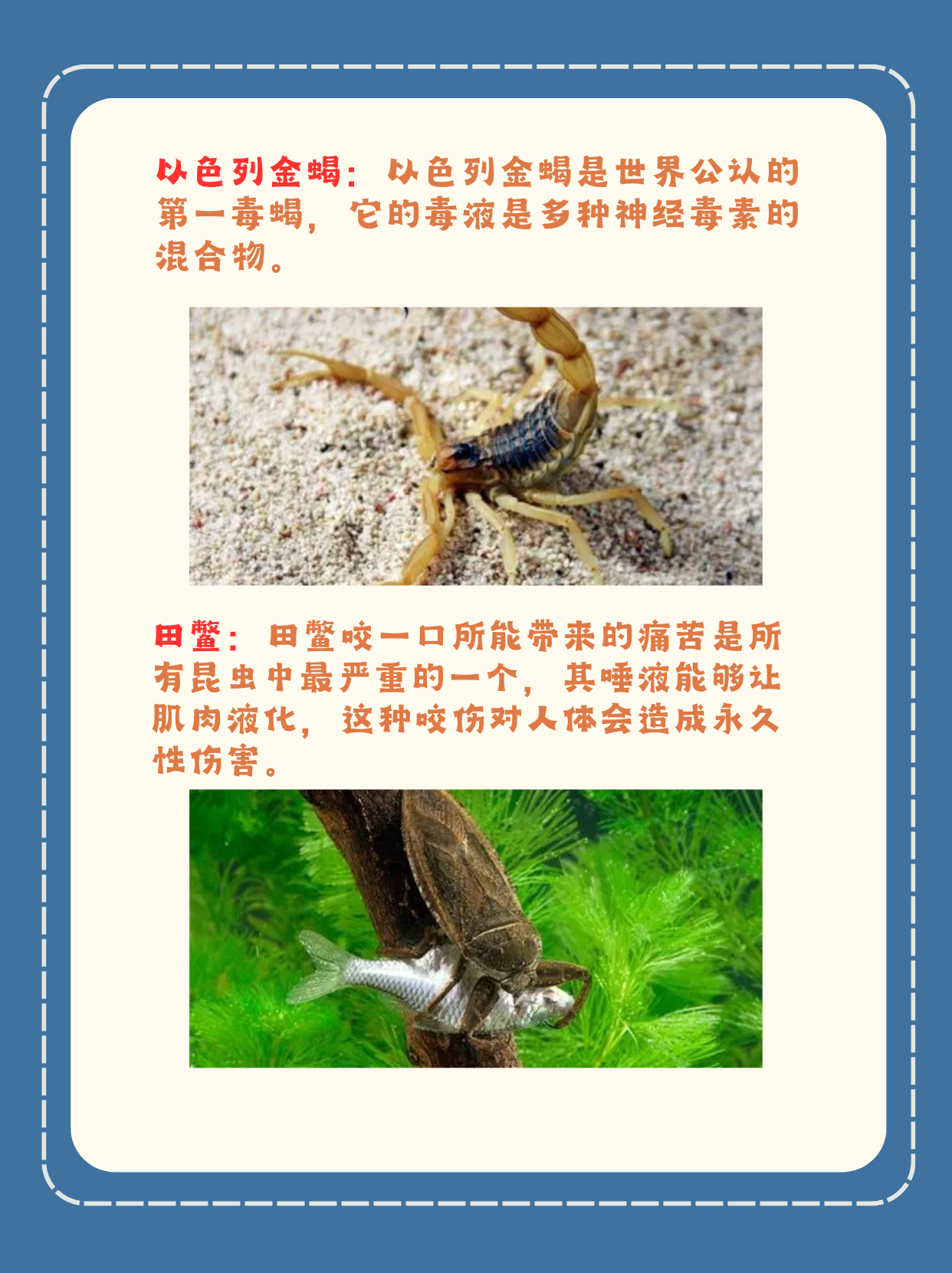 世界上最恐怖的虫子 我知道的世界上最恐怖的虫子: 沙漠蛛蜂:巨大的