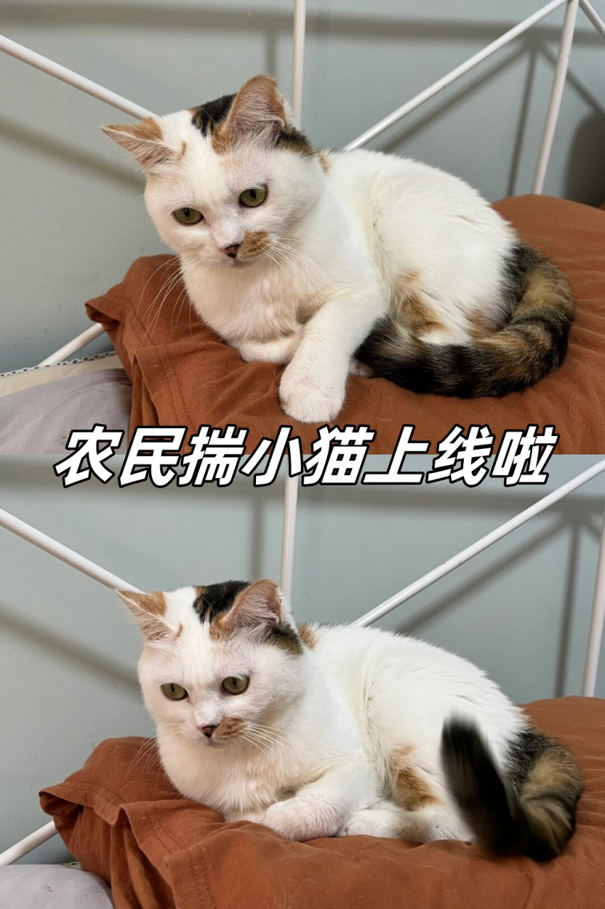 农民揣 猫咪图片