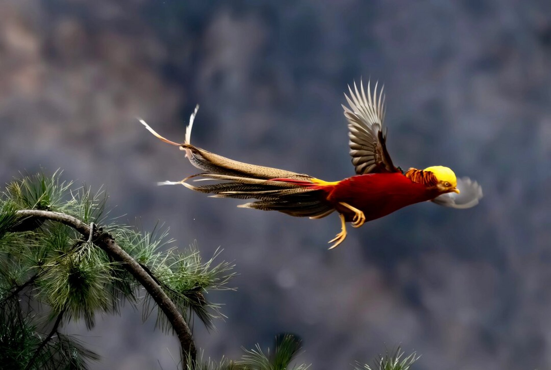 吉祥鸟 国家二级保护动物,它被列入《中国濒危动物保护书》