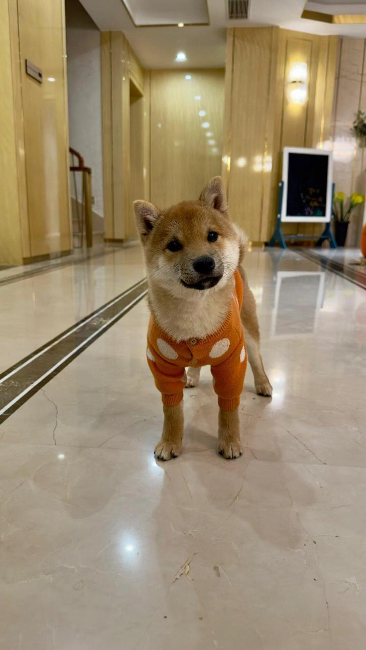 尴尬期的小豆柴!