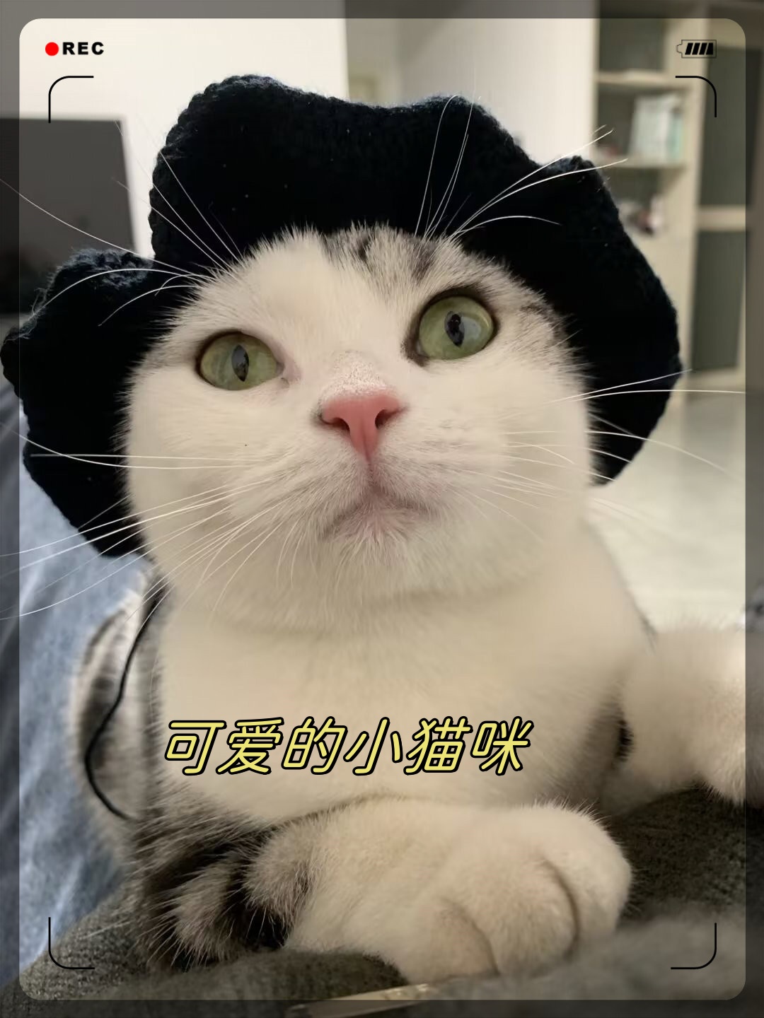 女歌手猫咪呀照片图片