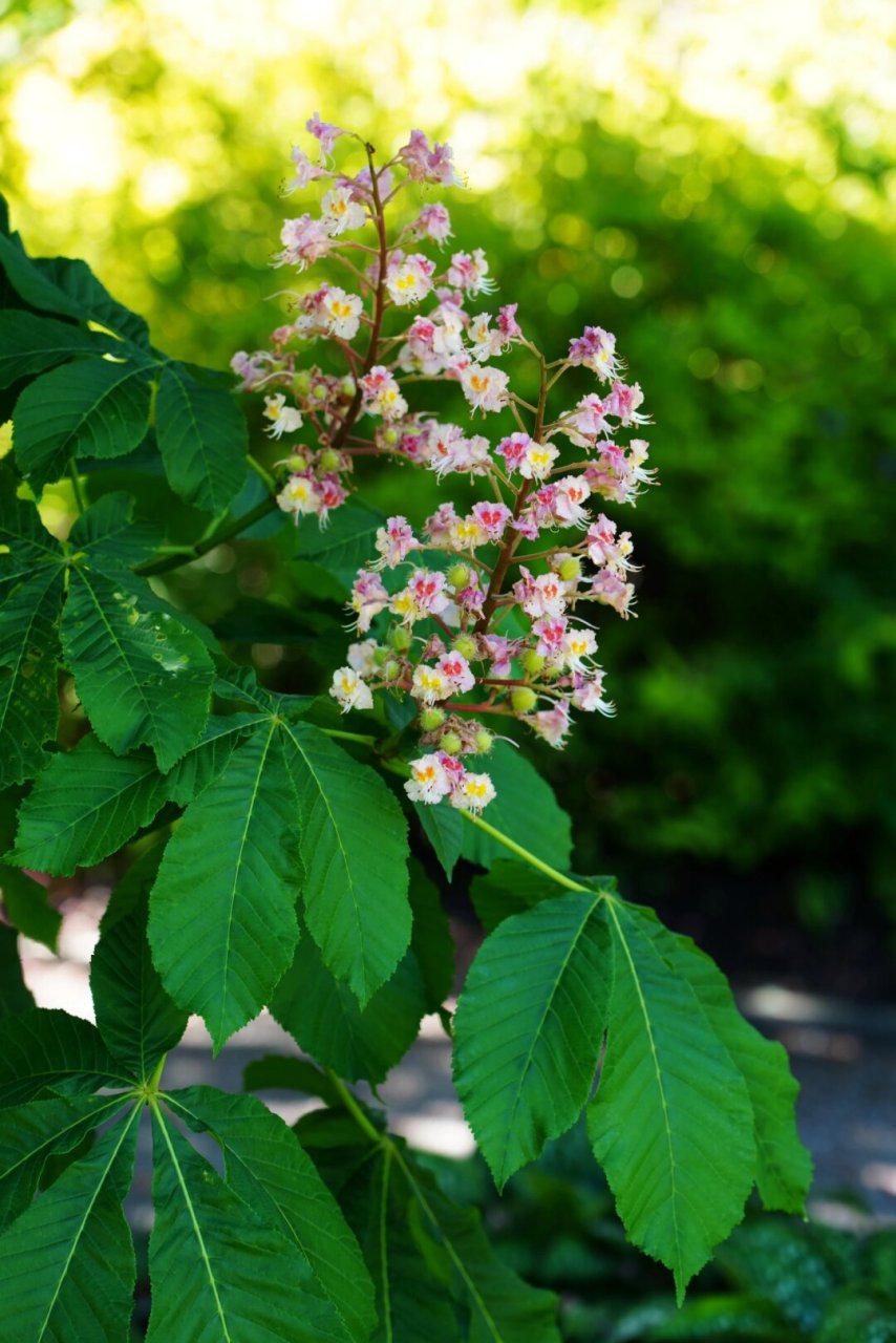 南岛的春天|欧洲七叶树  欧洲七叶树,别名:马栗树,无患子科七叶树属高