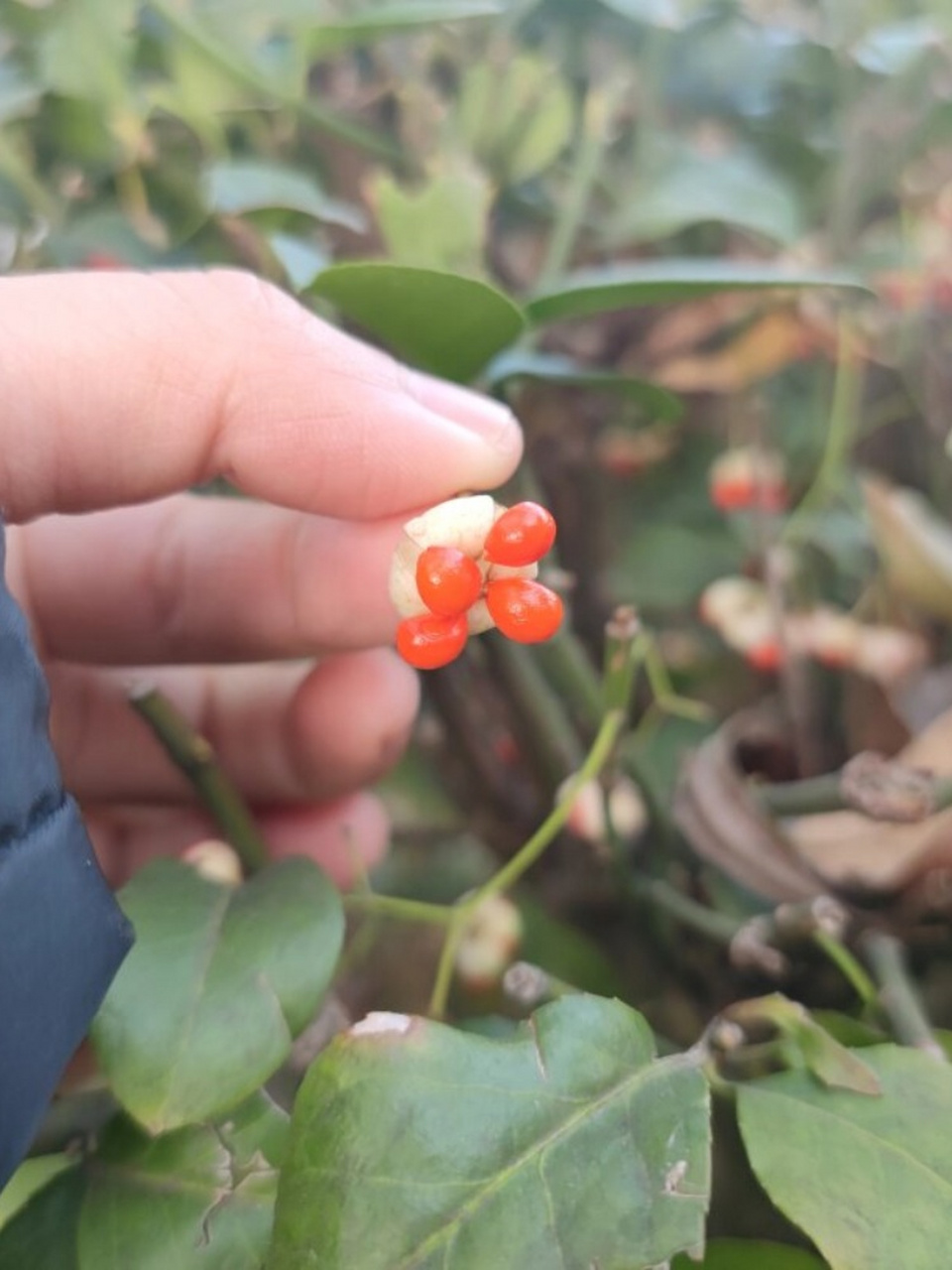 小叶扶芳藤果实图片