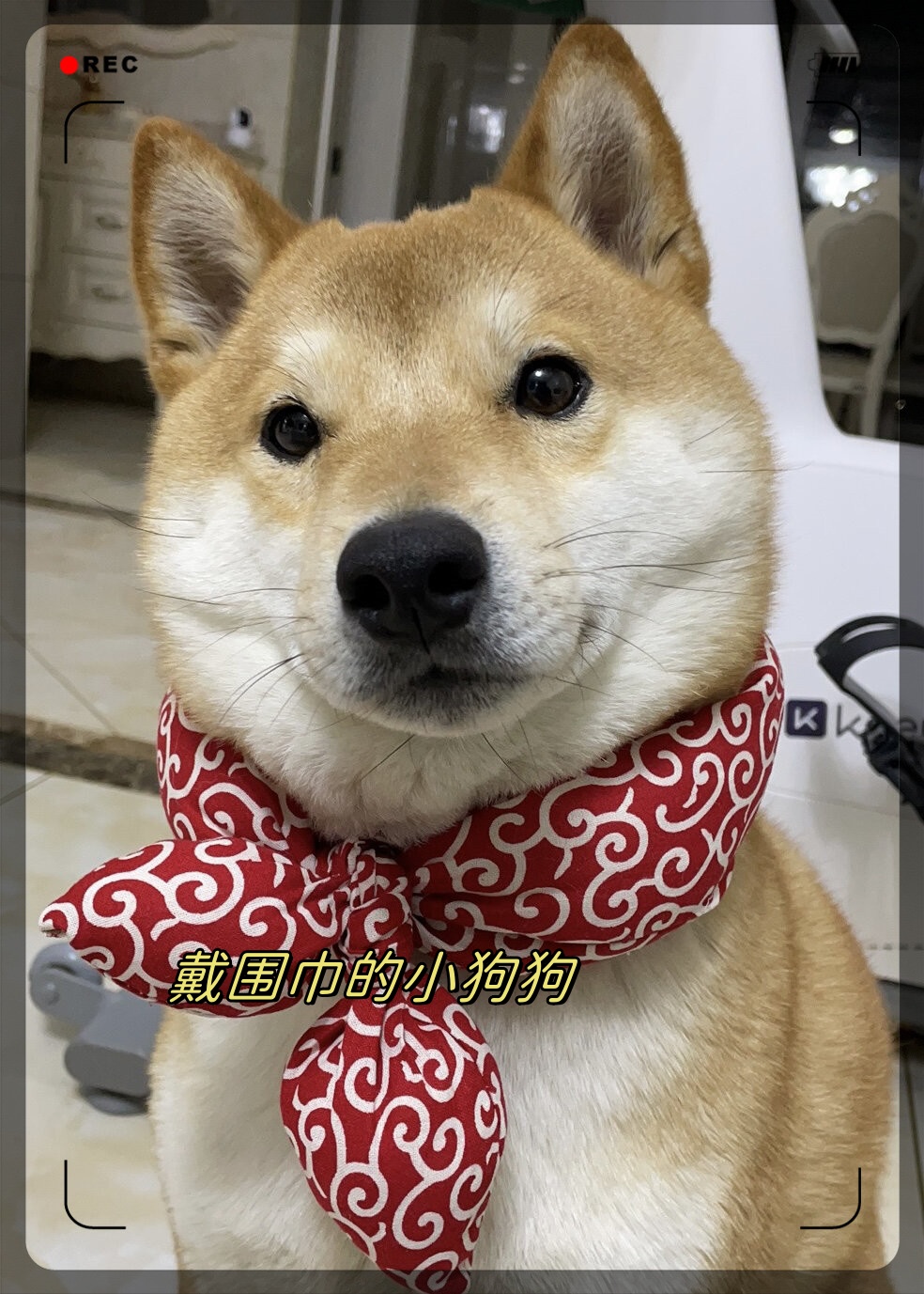 毛茸茸的它,仿佛在告诉我们:"即使世界再冷,也要温暖