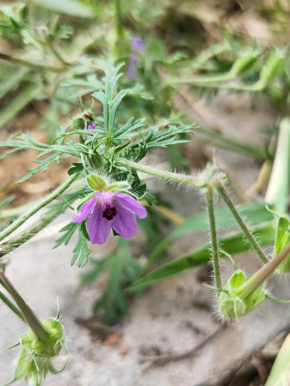 第一次知道,这个种子很厉害  芹叶牻牛儿苗:种子犹如古代长矛,独特