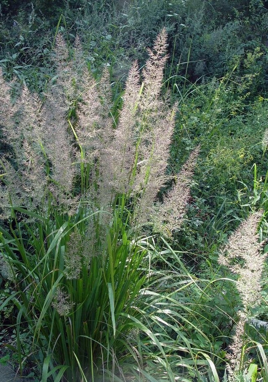 每天认识一种本草植物【白茅根】  别名:茅根,地管,茹根,蓝根 生长