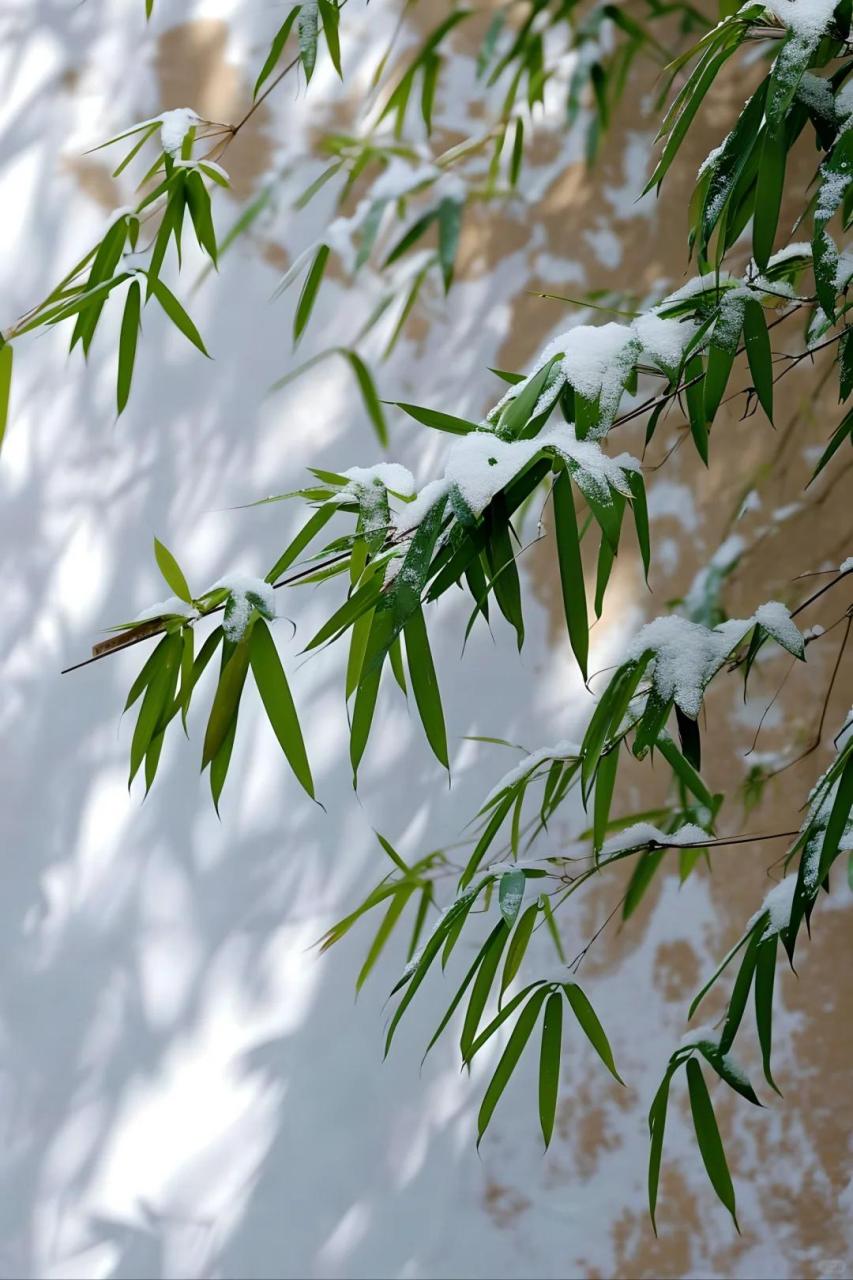 竹子和雪的图片图片