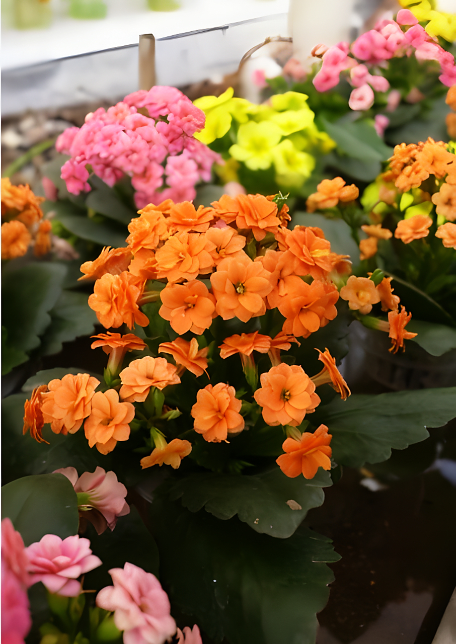 长寿花,寓意着幸福,健康与长寿,是新春佳节热门花卉.