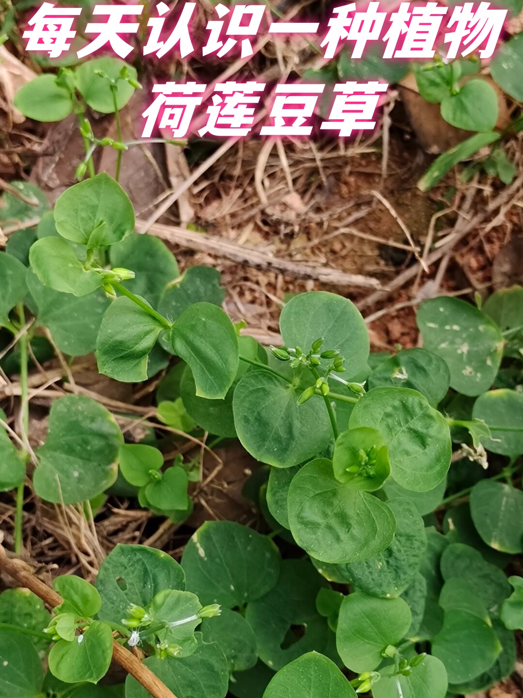 每天认识一种植物—荷莲豆草  今日分享的是一组美国于1971年发行的