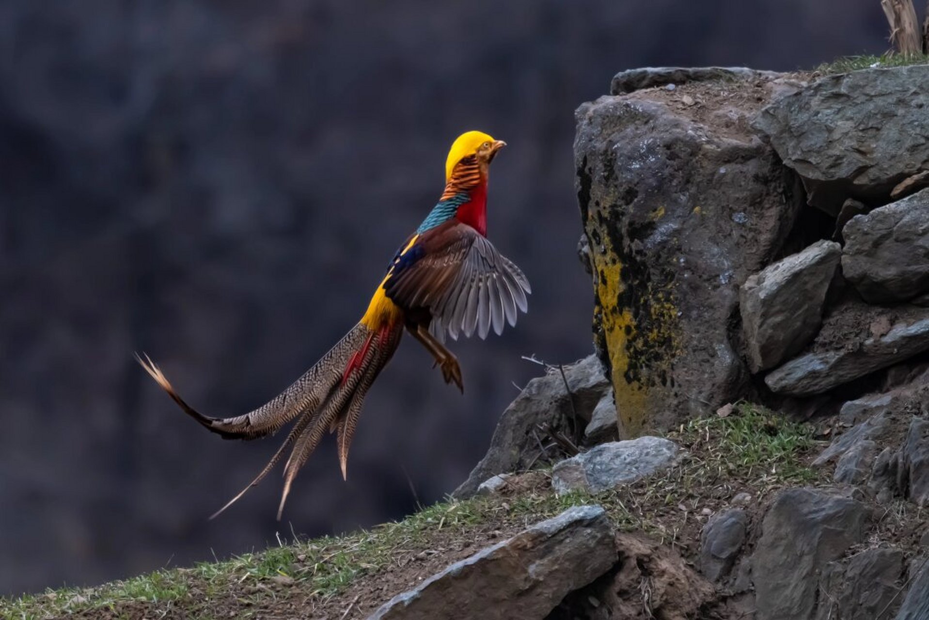 红腹锦鸡  红腹锦鸡·也称火凤凰,吉祥鸟 国家二级保护动物,它被列入