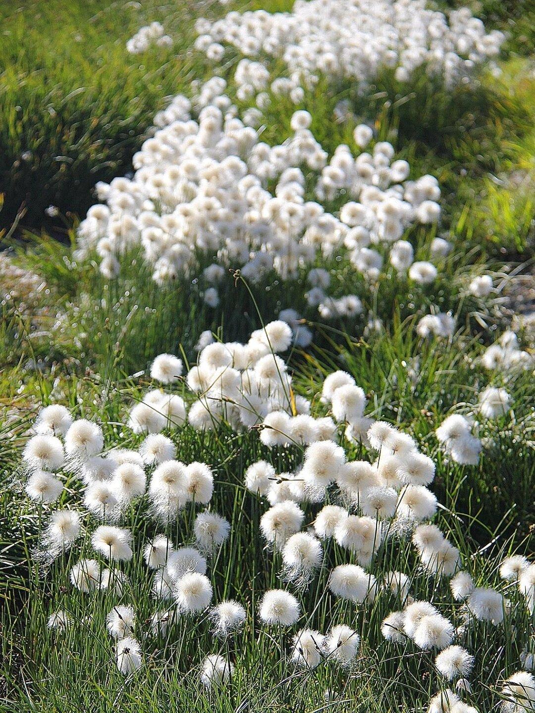 一团团的雪白色毛茸茸状如棉絮的羊胡子草