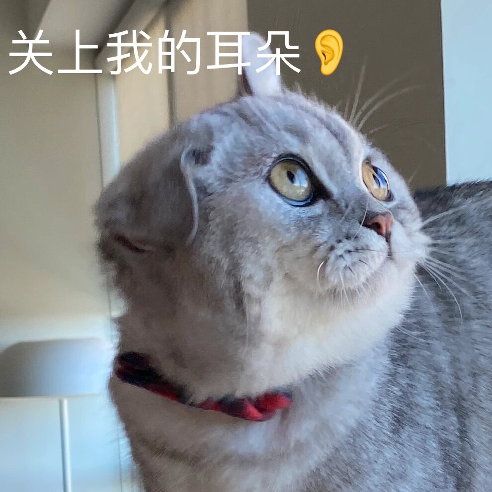 猫甩兔耳朵表情包图片