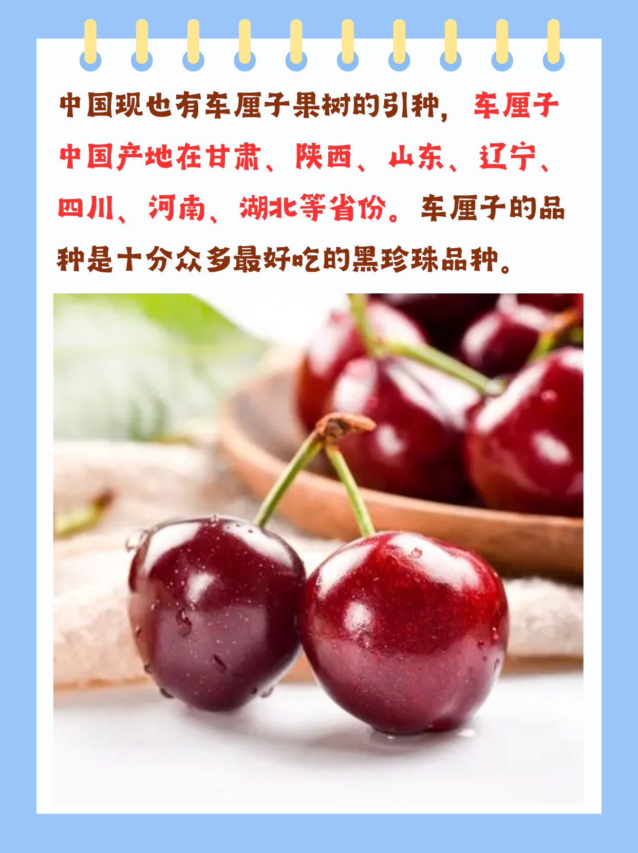 车厘子是凉性还是热性 "据我所知:温性 车厘子也称为欧洲甜樱桃,俗称