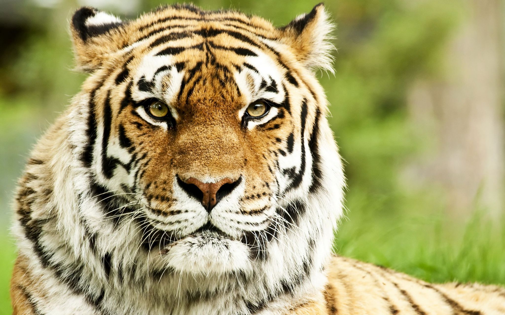 老虎  虎(学名:panthera tigris;英文名:tiger):是哺乳纲的大型猫科