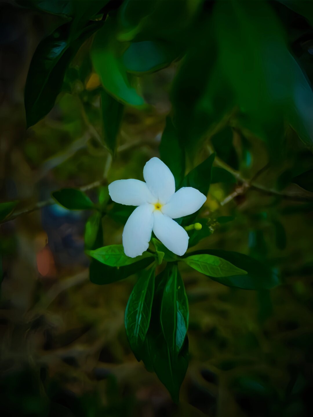 每天认识一种植物| 狗牙花  【中文名】 狗牙花 【别名】 白狗牙,狮子