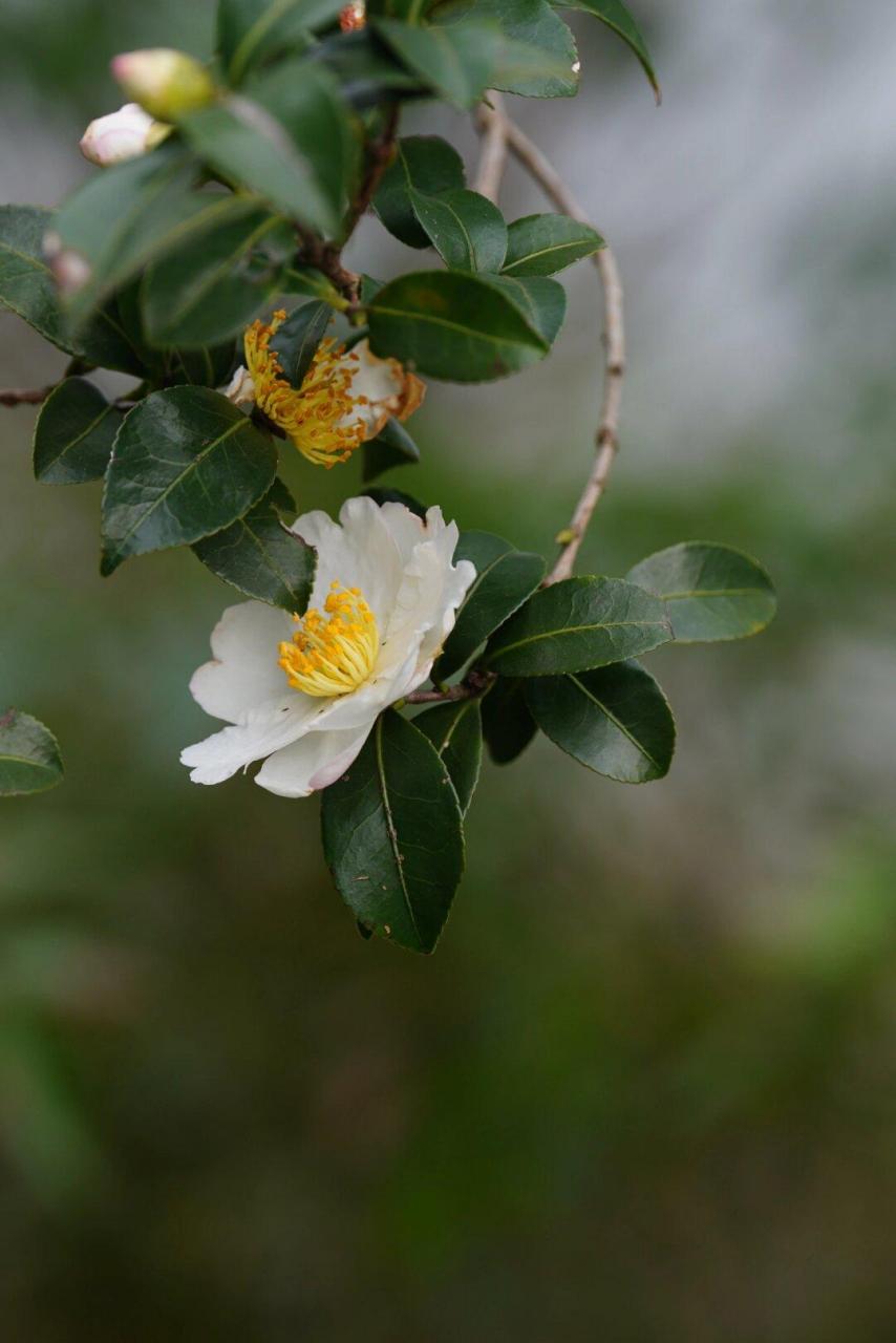 油茶花图片大全大图图片