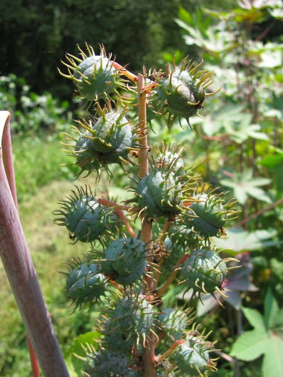 蛇麻子草图片