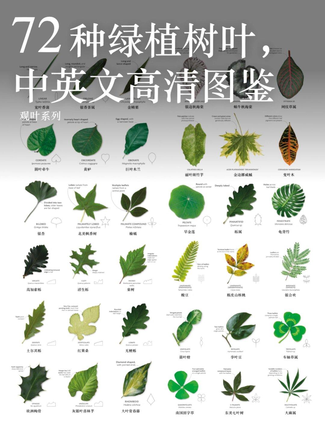 72种绿植树叶,中英文高清图鉴