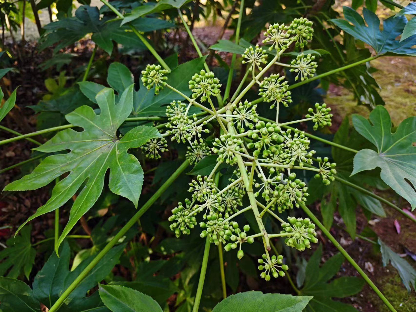 八角金盘树皮光滑,叶子宽大,叶色深绿发亮,嫩叶四季常青.