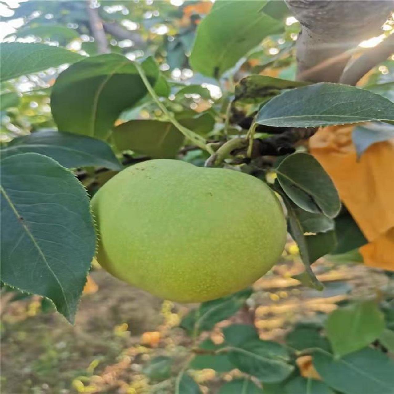 黄宝石梨是一种优质梨品种,口感甜,水分足,营养丰富.