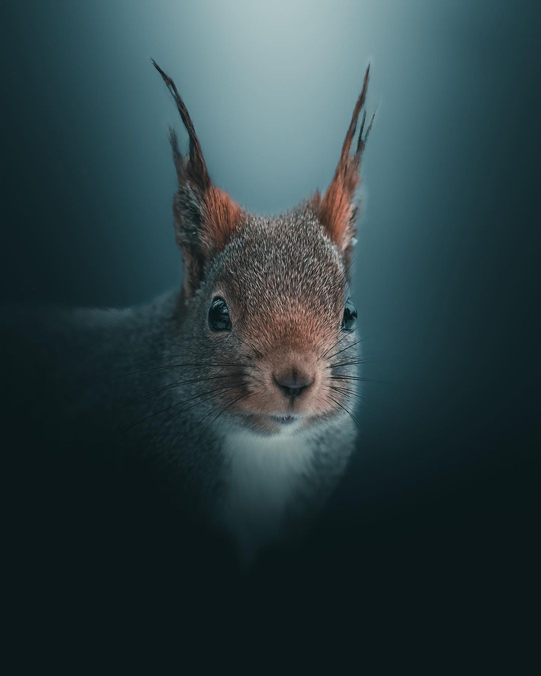 野生动物如何拍?来看瑞典摄影师的另类肖像照