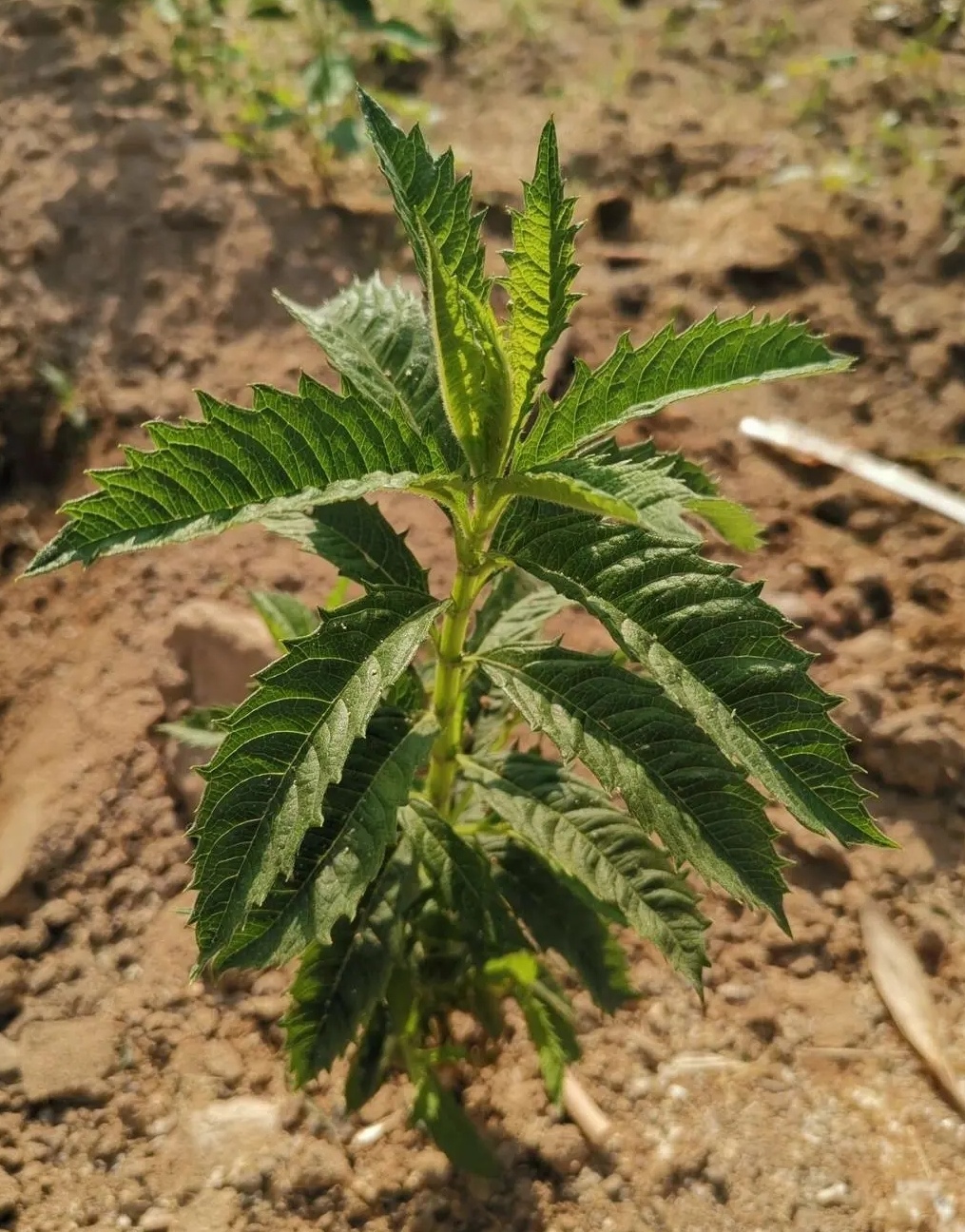 药用植物一地瓜儿苗