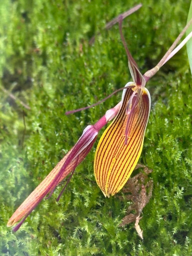 蜚蠊兰 restrepia antennifera
