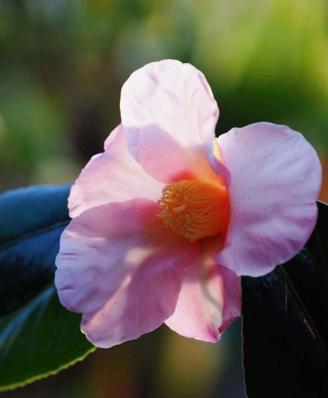 港曙光茶花图片