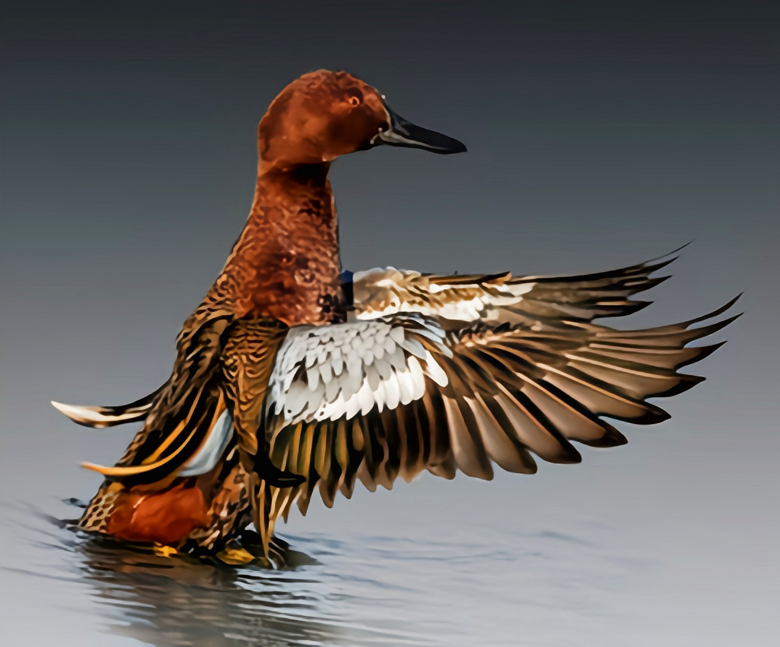 跨年创作挑战赛# 桂红鸭的羽毛颜色特点会因不同年龄和性别而有所