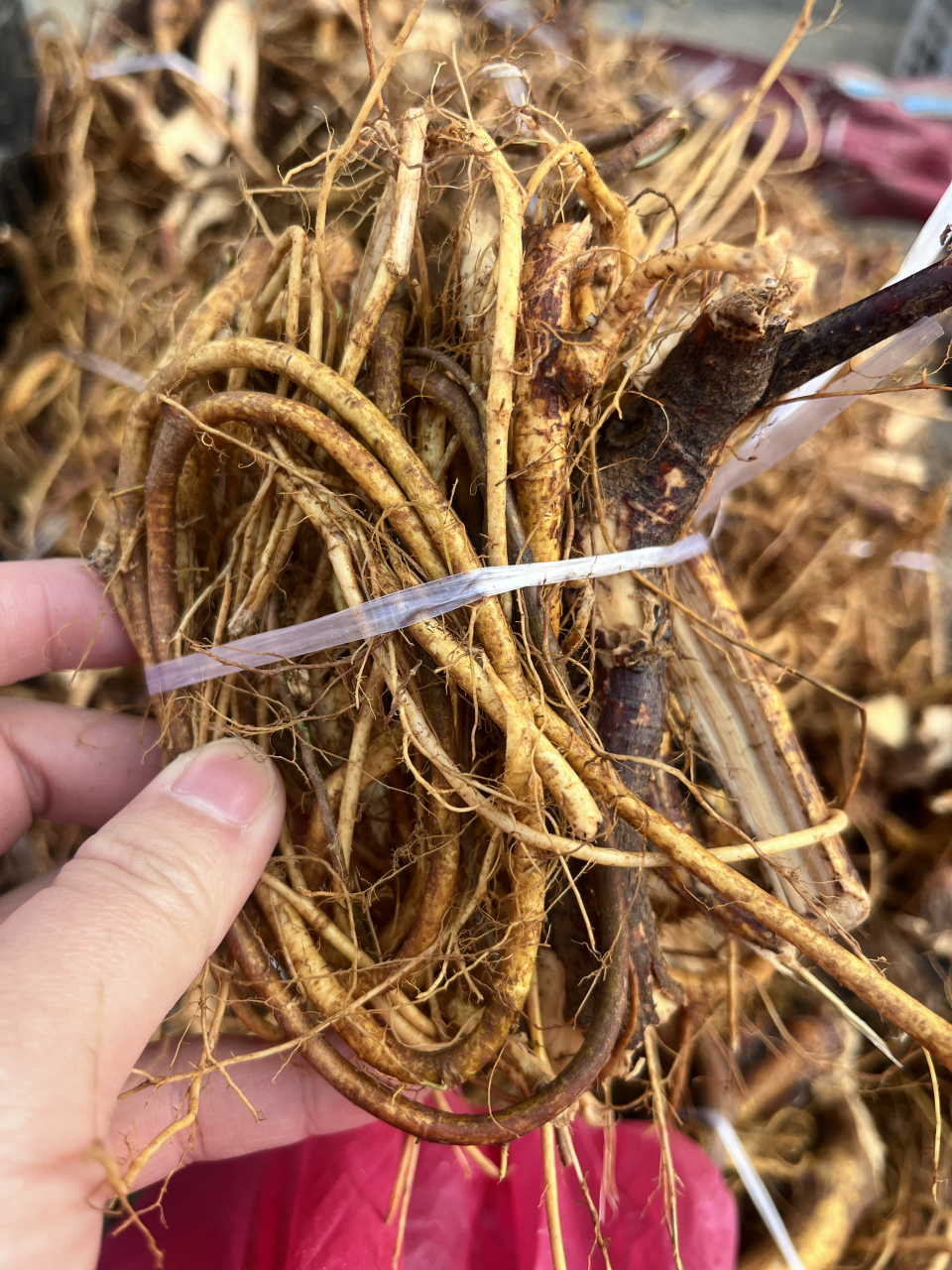 这是我们福建南平的牛奶根.这个可以炖汤喝.